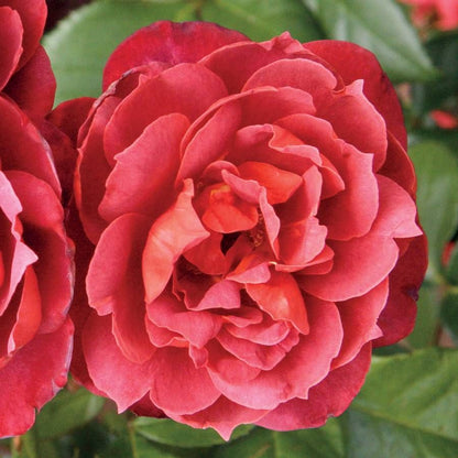 Hot Cocoa™ Floribunda Rose