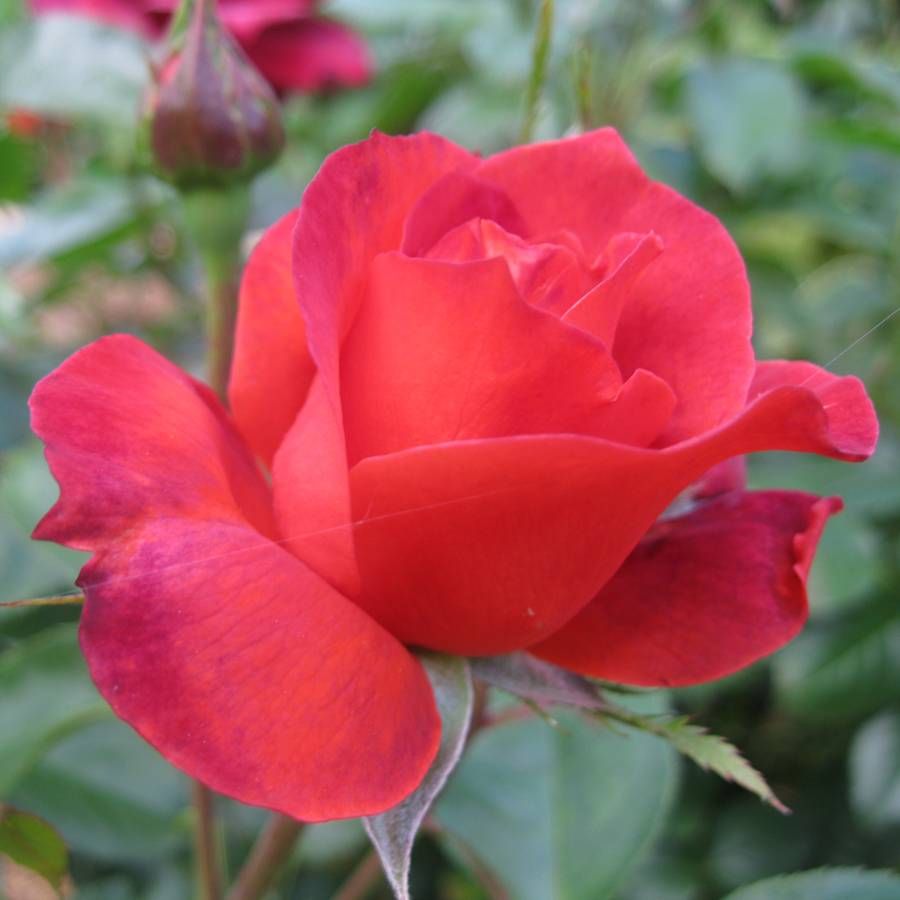 Park Seed Hot Cocoa Floribunda Rose - Thumbnail 3