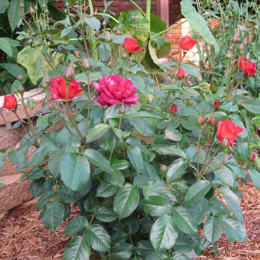 Park Seed Hot Cocoa Floribunda Rose - Thumbnail 5