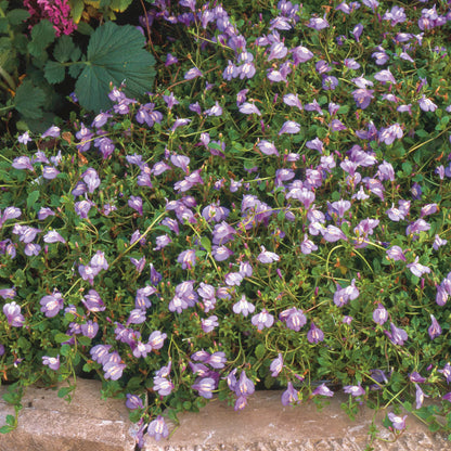 Mazus Purple Creeping Mazus