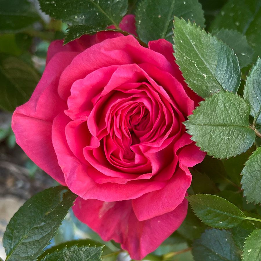 Fiji™ Eleganza® Hybrid Tea Rose