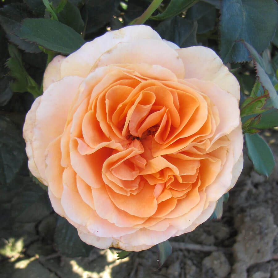 Double Easy Orange Floribunda Rose