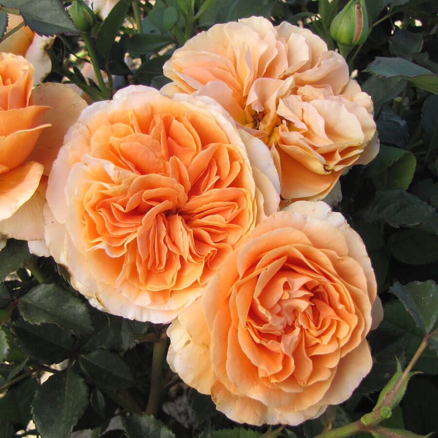 Double Easy Orange Floribunda Rose