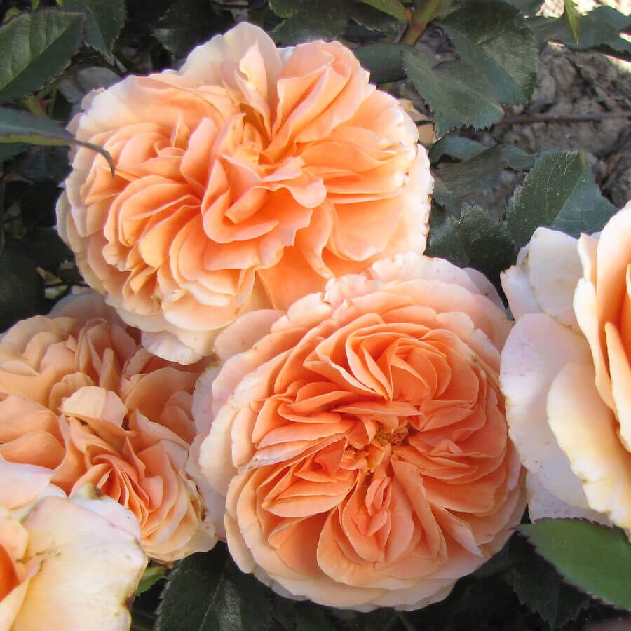 Double Easy Orange Floribunda Rose