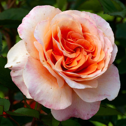 Double Easy Orange Floribunda Rose