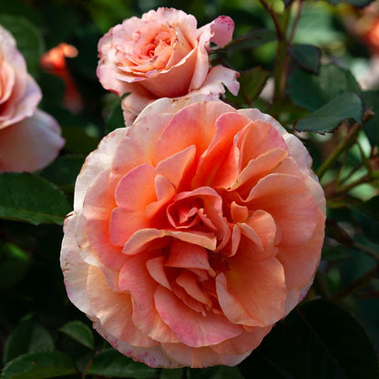Double Easy Orange Floribunda Rose