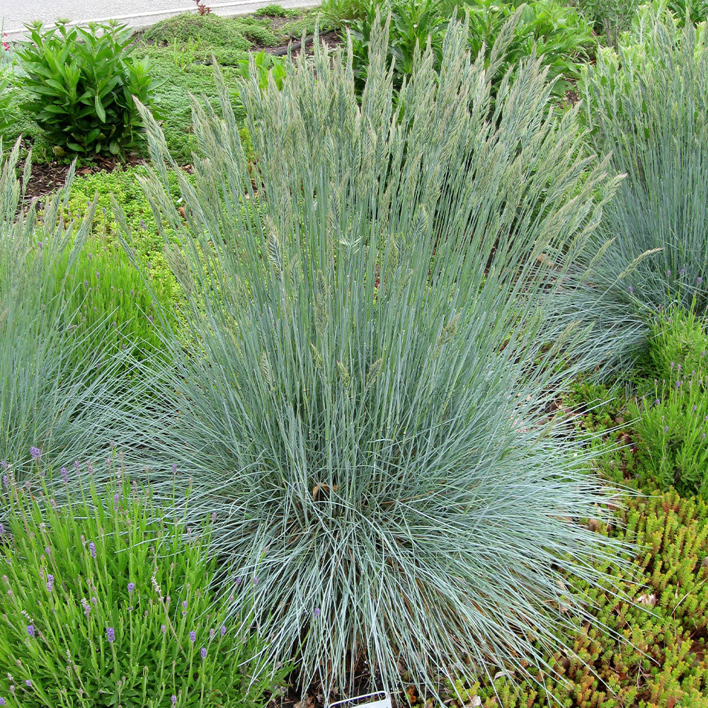 Park Seed Festuca Ornamental Fescue