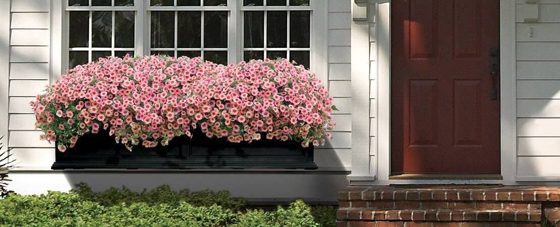 The 10 Best Flowers for Window Boxes
