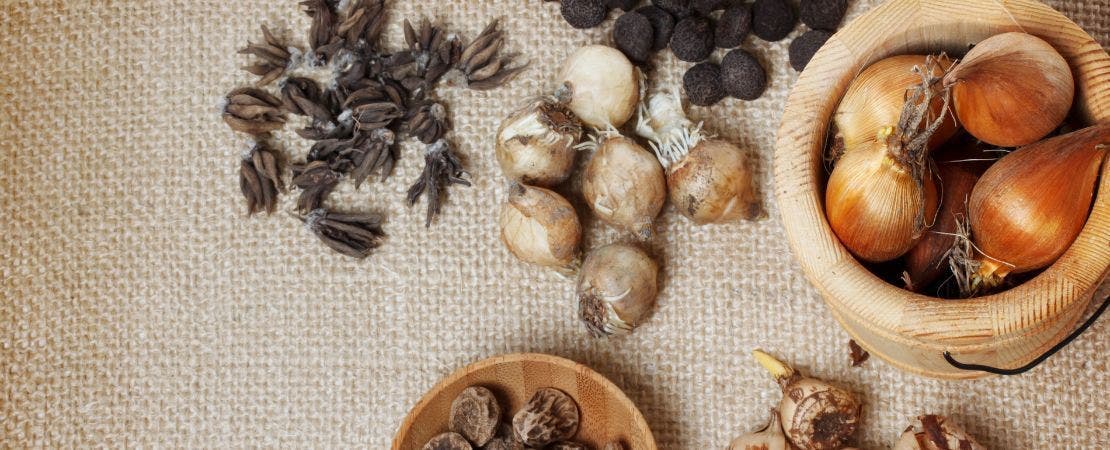 Caring for Flower Bulbs