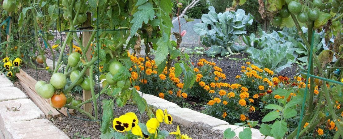 The Ultimate Guide to Companion Planting Vegetables
