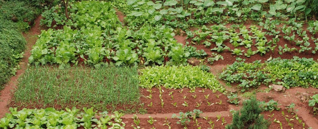 Guide for Early Spring Planting Plus 37 Seeds to Grow