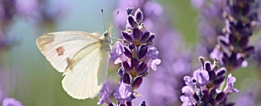 Flower Seeds and Perennials for a Summer-Long Cutting Garden