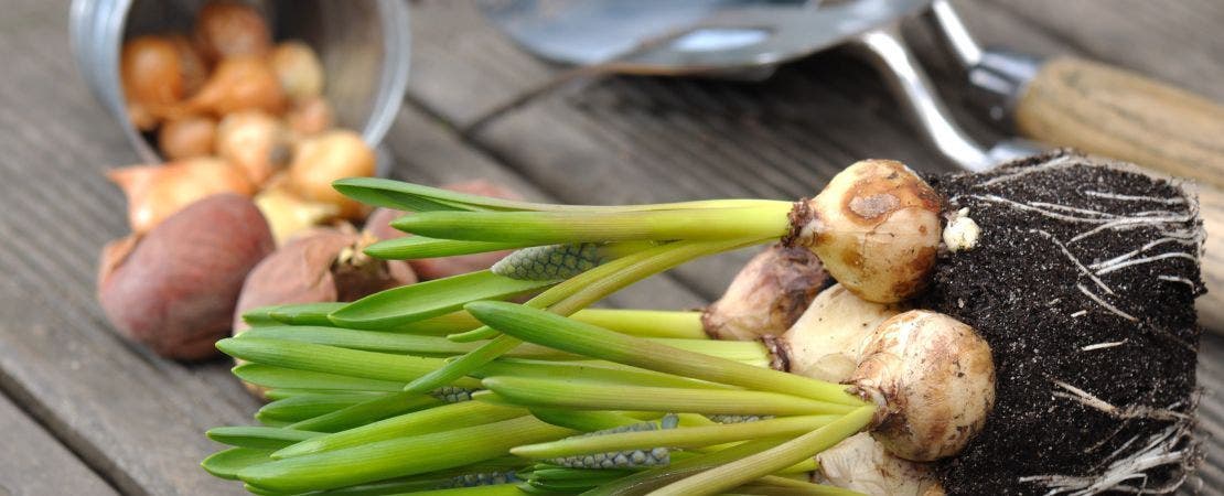 6 Common Types of Bulbs