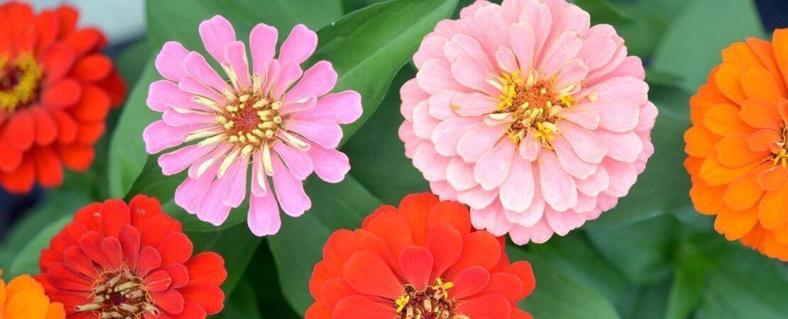 Different Types of Zinnia Flowers