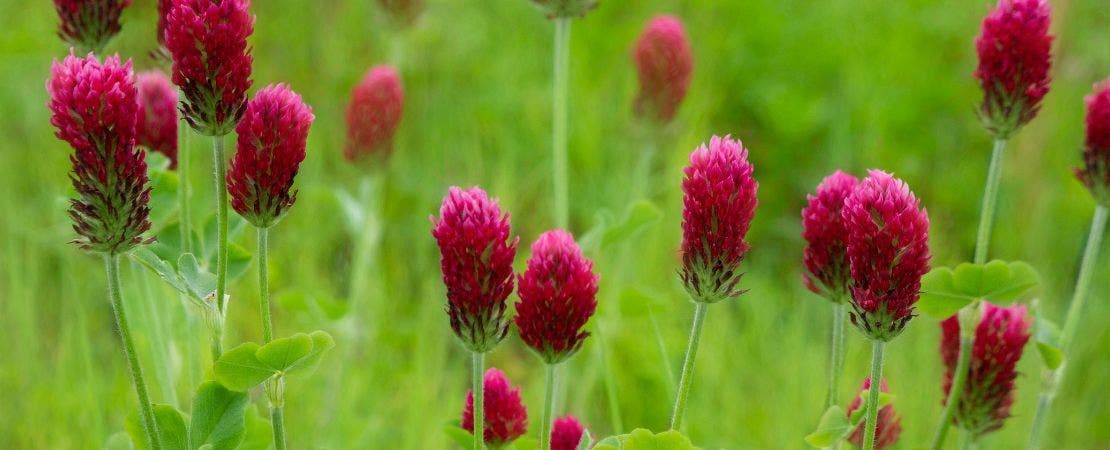 clover cover crop