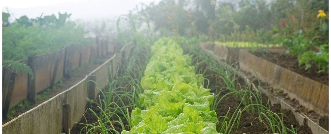 Planting Seeds for Fall Crops