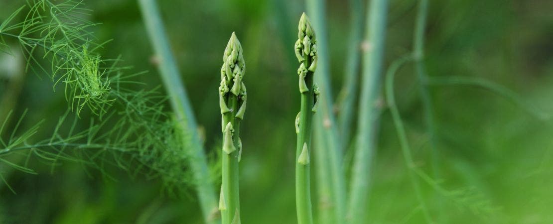 How to Grow Asparagus From Seed
