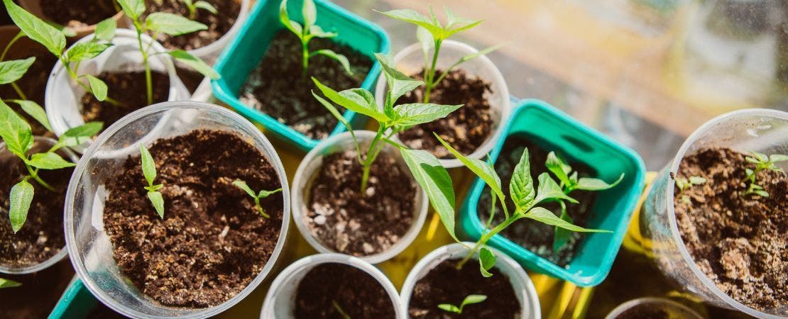 seedlings in pots