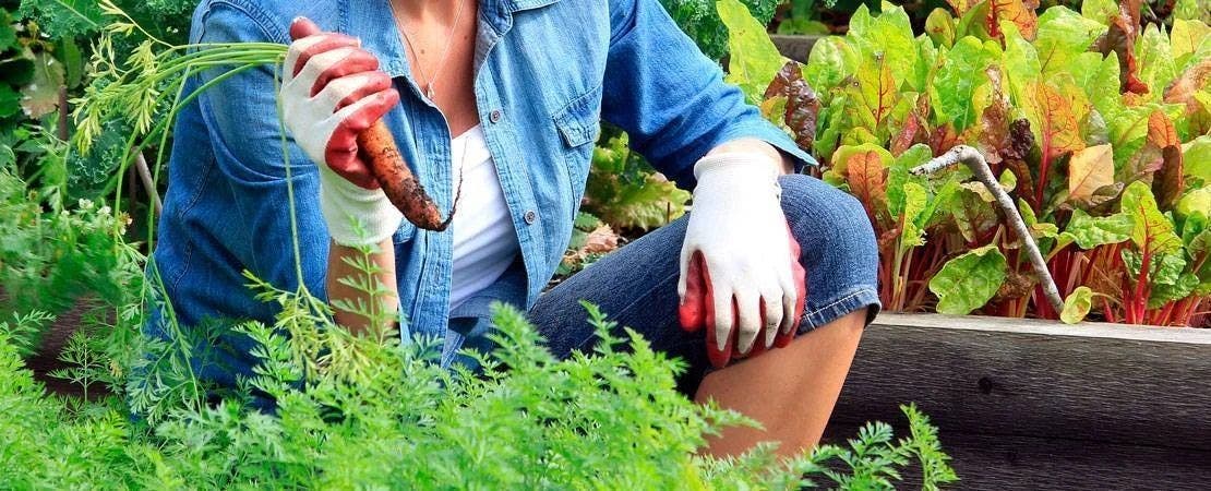 Growing Fall Vegetables in Raised Beds