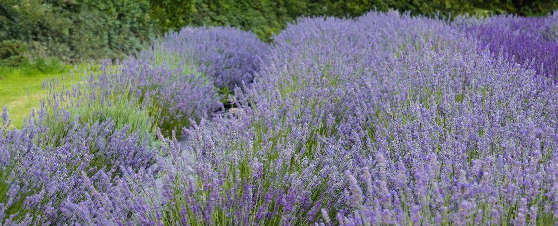 Know Before You Grow: Lavender