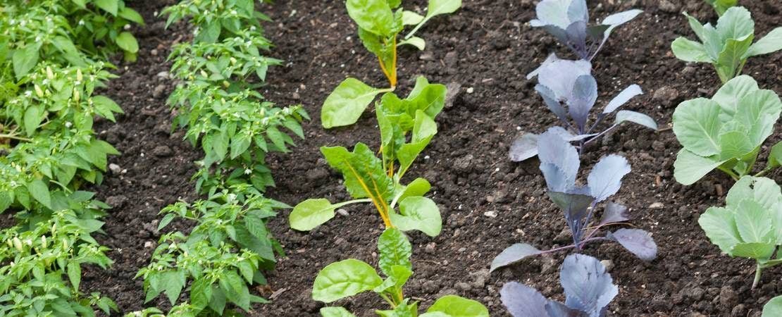 Vegetable Planting Guide & Growing Tips
