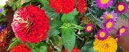 How to Grow Zinnias in Pots: 5 Zinnia Types for Containers
