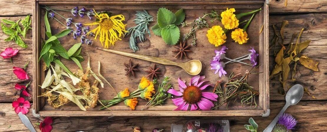 Best Herbs to Infuse Beverages with Organic Refreshment