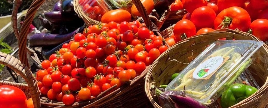 Gardening to Combat Hunger: Lessons from Katie’s Krops