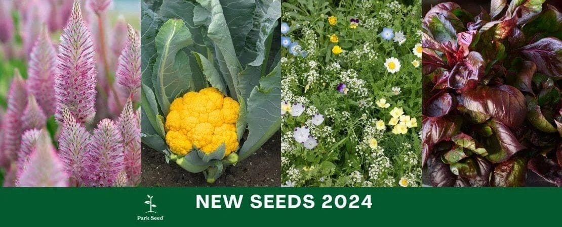 Unveiling the Newest Seed Varieties for Your 2024 Garden