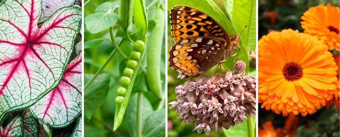 Seasonal Planting Guide 2025 NGB Plants of the Year