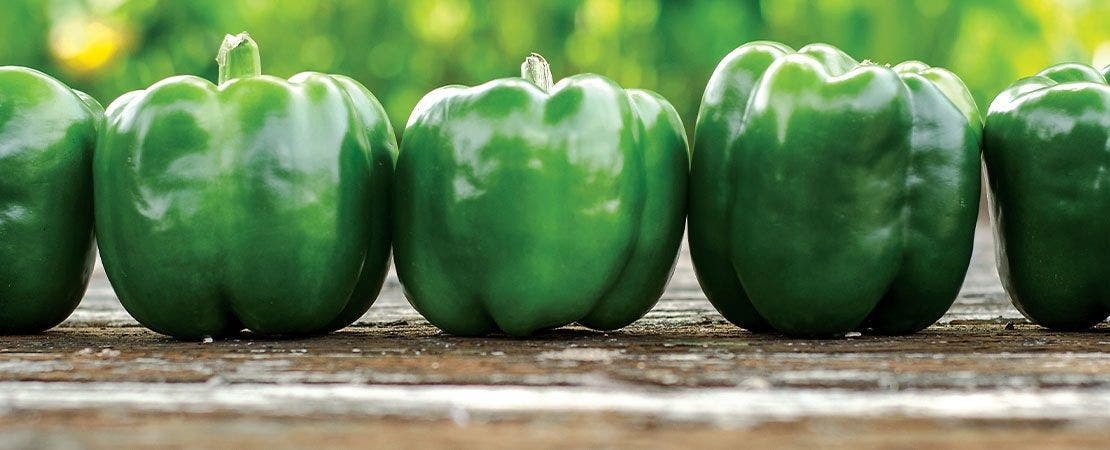 Uncover the Legacy of Park's Whopper Seeds