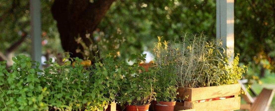 Harvesting and Preserving Herbs