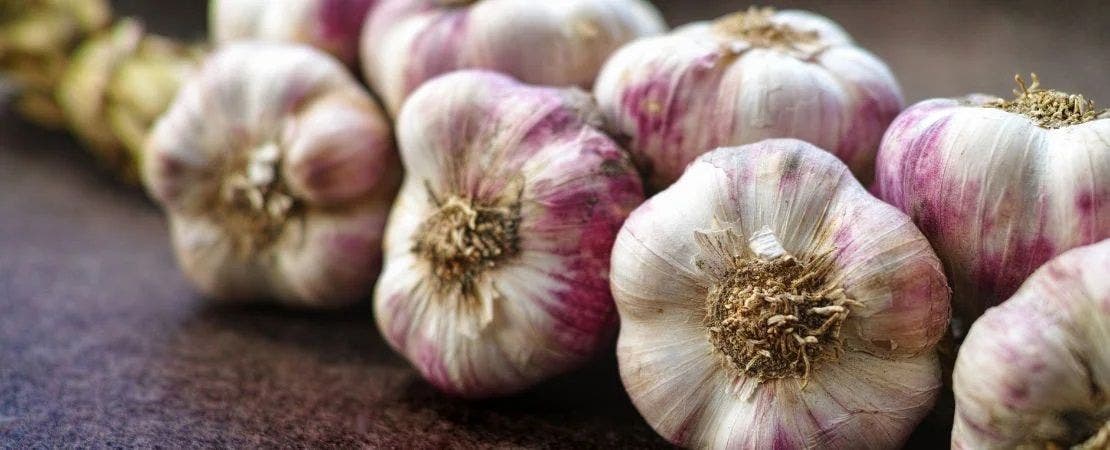 How to Grow and Use Different Types of Garlic
