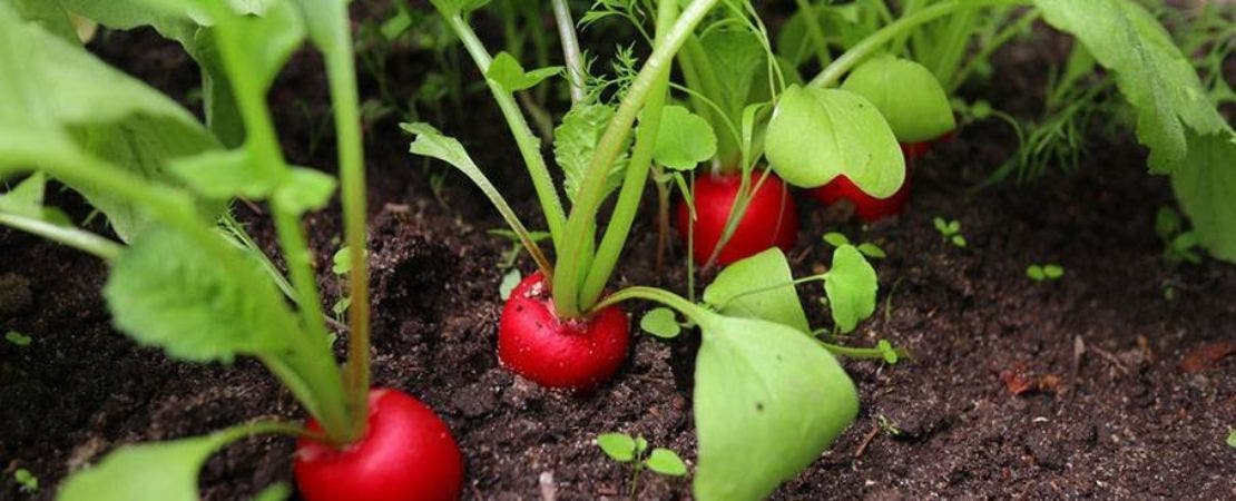 radishes coming up in vegetable garden