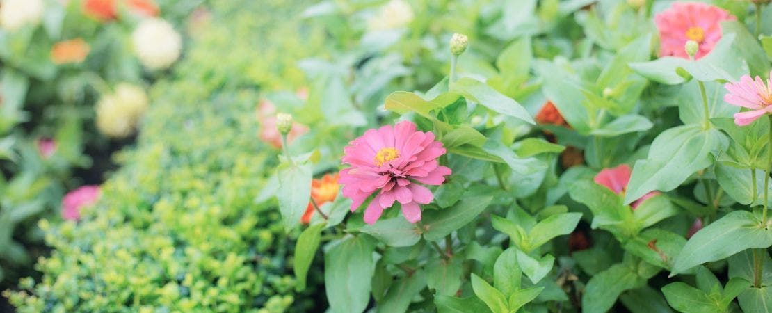 15 Popular Warm-Season Seeds: Flowers, Herbs & Vegetables for Warm Soil