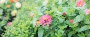 15 Popular Warm-Season Seeds: Flowers, Herbs & Vegetables for Warm Soil