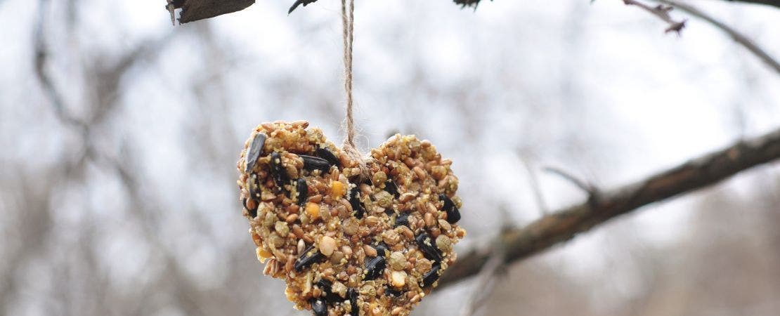 Winter Holidays Are for the Birds!