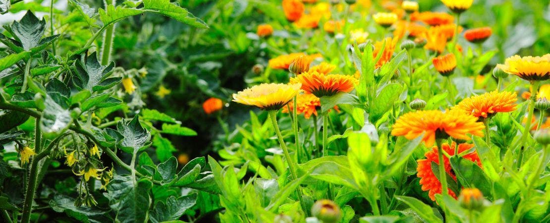 25 Companion Plants for Zinnias: What to Plant and Why