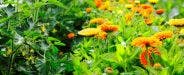 25 Companion Plants for Zinnias: What to Plant and Why