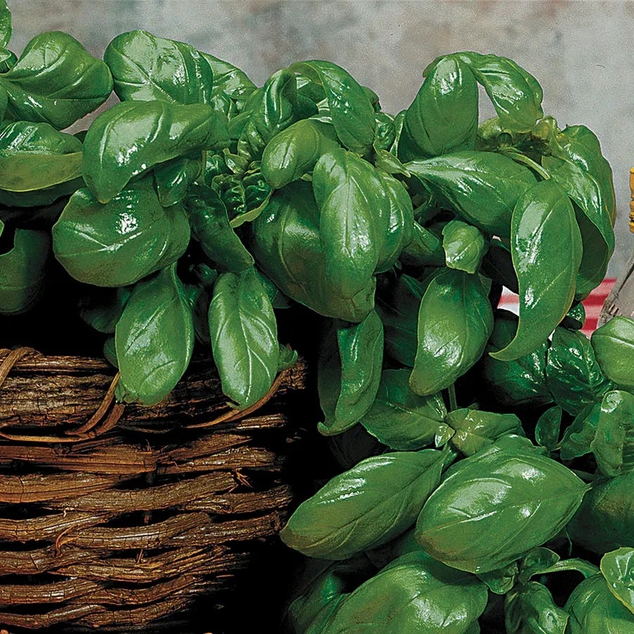Culinary Herbs