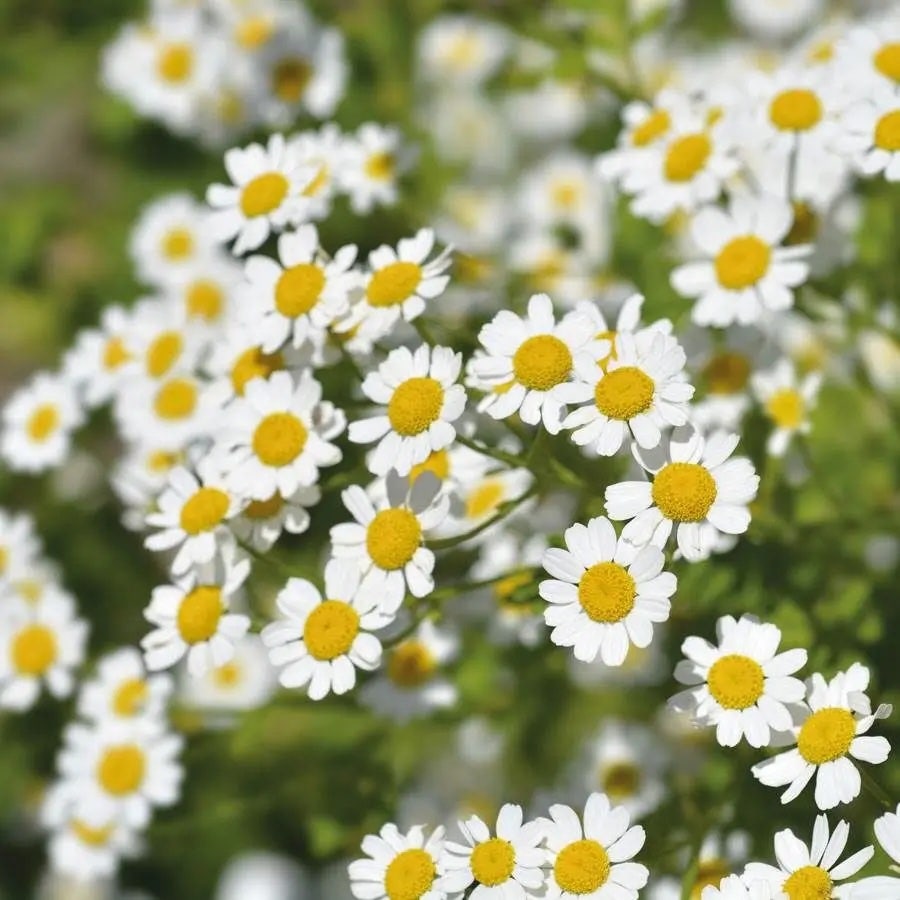 Medicinal Herbs