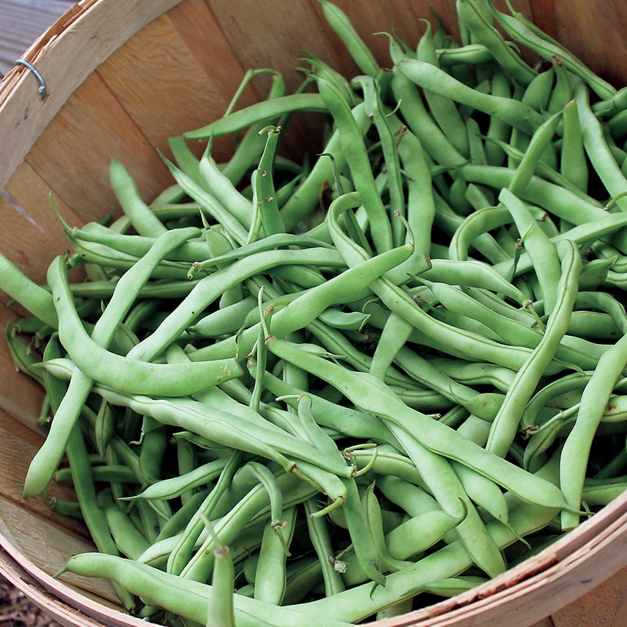 Bean Seeds