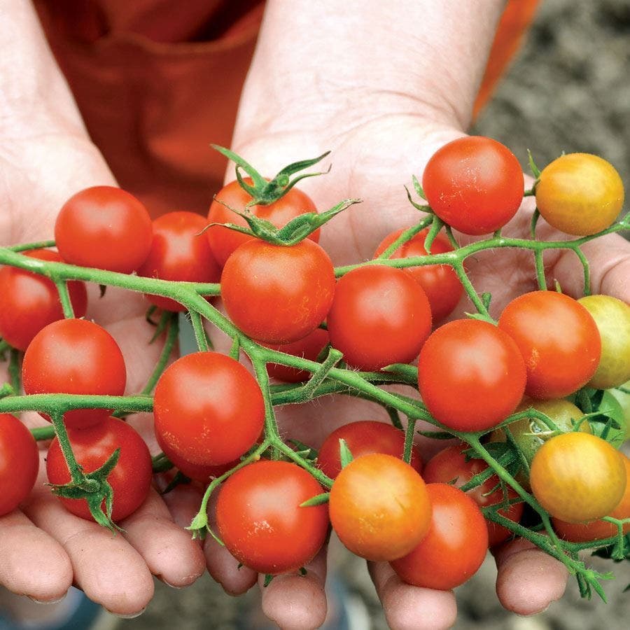 Tomato Seeds