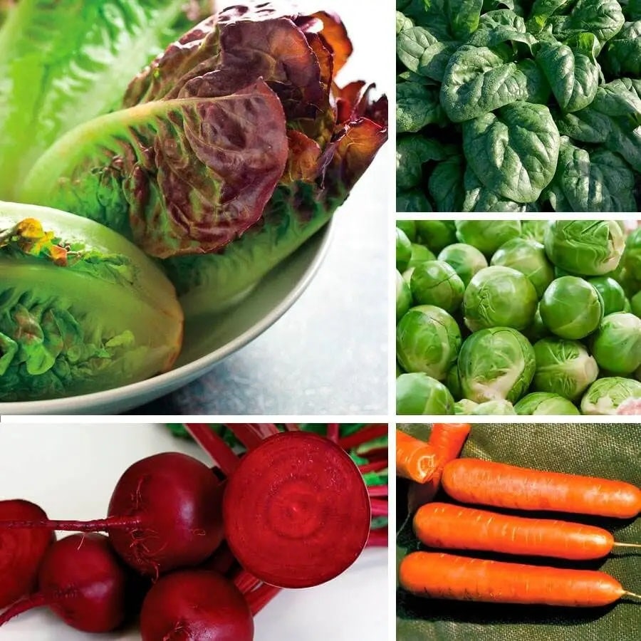 Vegetable Seed Collections