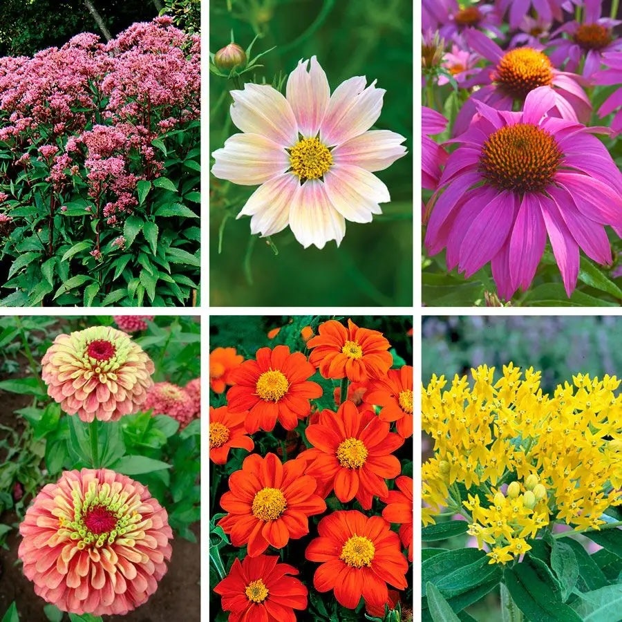Flower Seed Collections