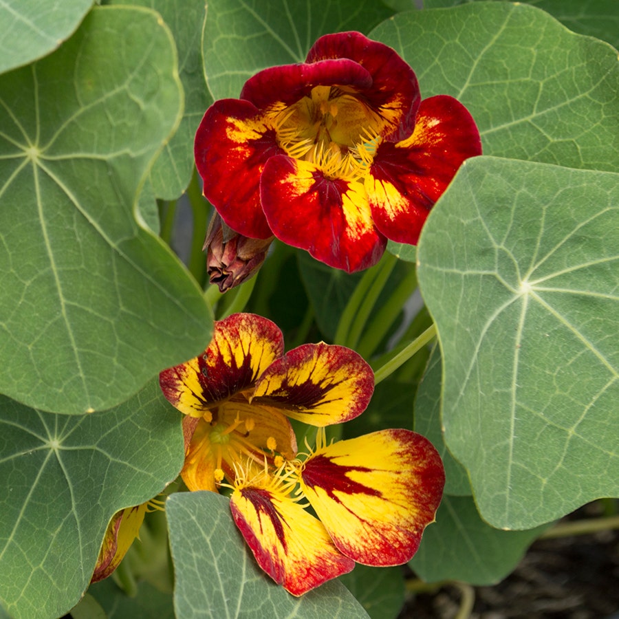 Nasturtium Seeds