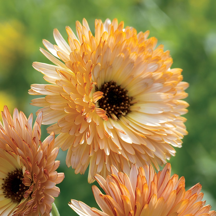 Calendula Seeds