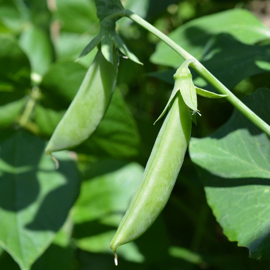 Pea Seeds