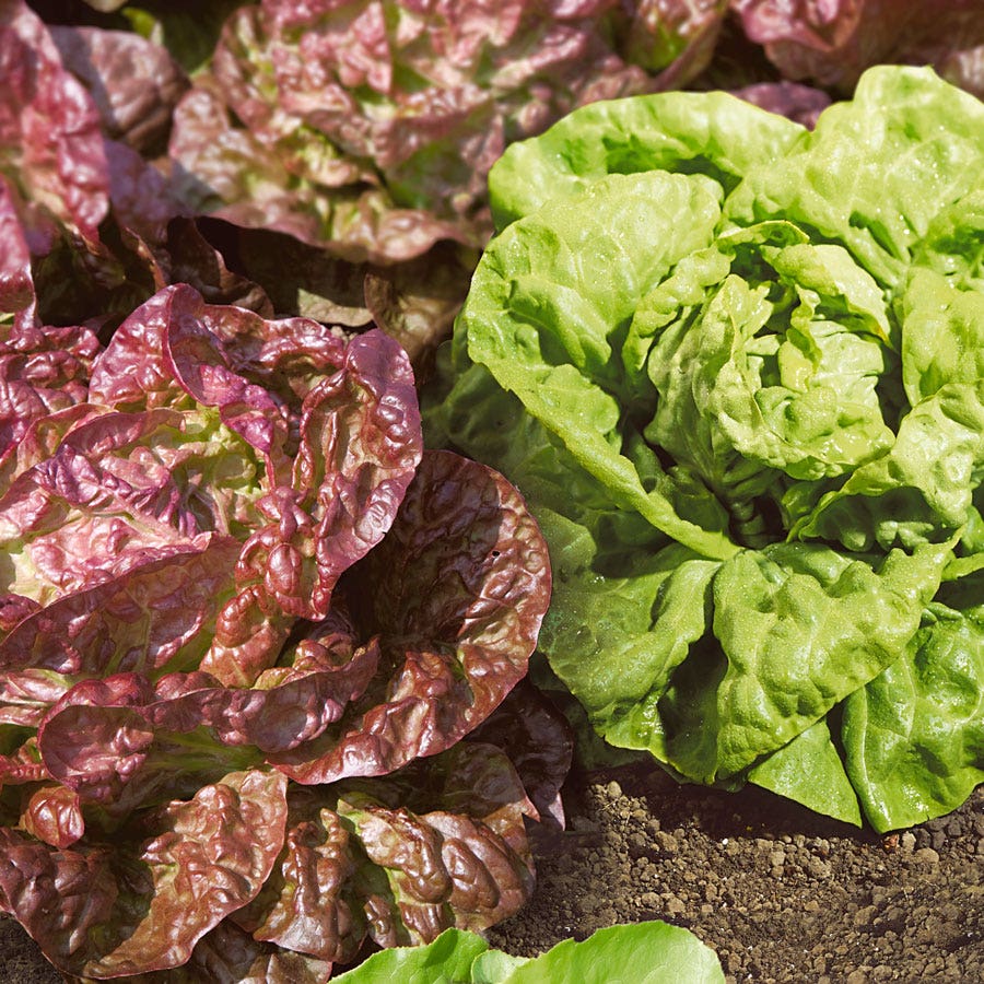 Lettuce Seeds