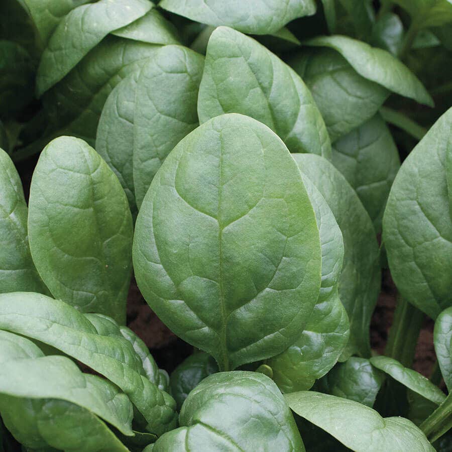 Spinach Seeds